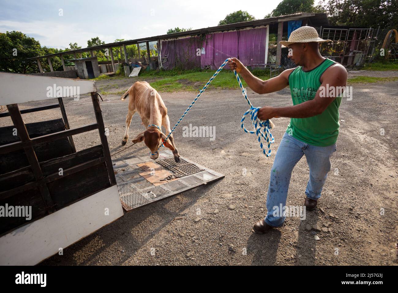 Panamanian cowboy sta conducendo un vitello sul camion di pick-up per il trasporto ai campi verdi, a Penonome, provincia Cocle, Repubblica di Panama. Foto Stock