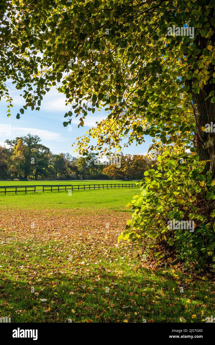 Splendidi colori autunnali al Cirencester Park sulla Bathurst Estate in Gloucestershire. Foto Stock