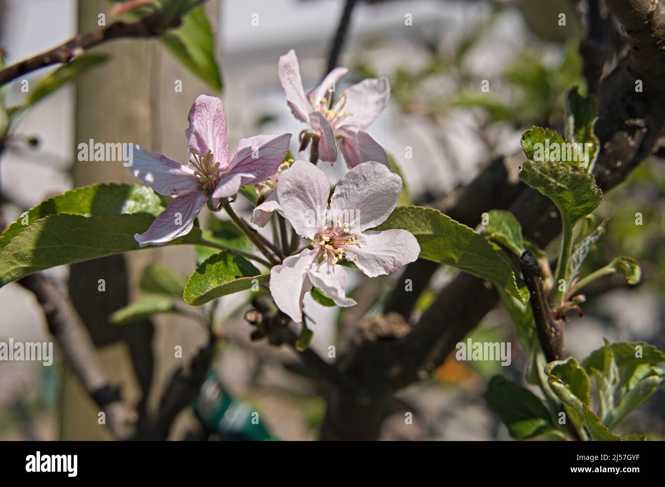 La mela fiorisce alla luce del sole Foto Stock