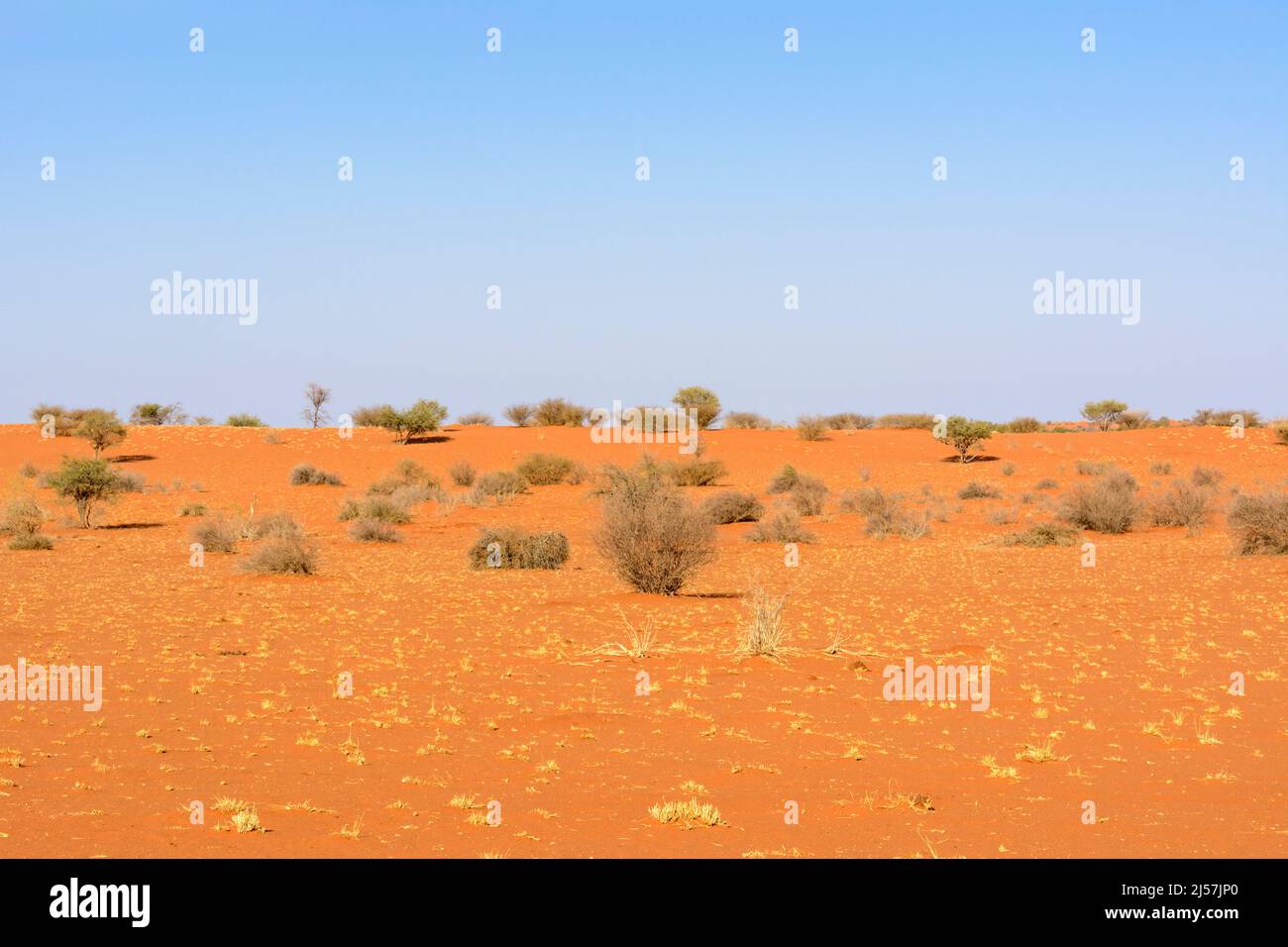 Vista panoramica delle dune di sabbia rossa e della savana di alberi e arbusti misti del deserto meridionale di Kalahari, Namibia, Africa sud-occidentale Foto Stock