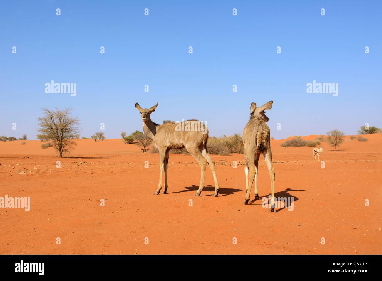 Kudus (Tragelaphus strepsiceros) camminando attraverso le dune di sabbia rossa del deserto di Kalahari, Namibia, Africa sud-occidentale Foto Stock