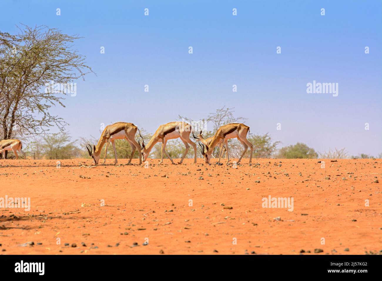 Antilopi di Springbok (Antidorcas marsupialis) che pascolano nelle dune di sabbia rossa del deserto di Kalahari con un cielo blu chiaro, Namibia, Africa Foto Stock