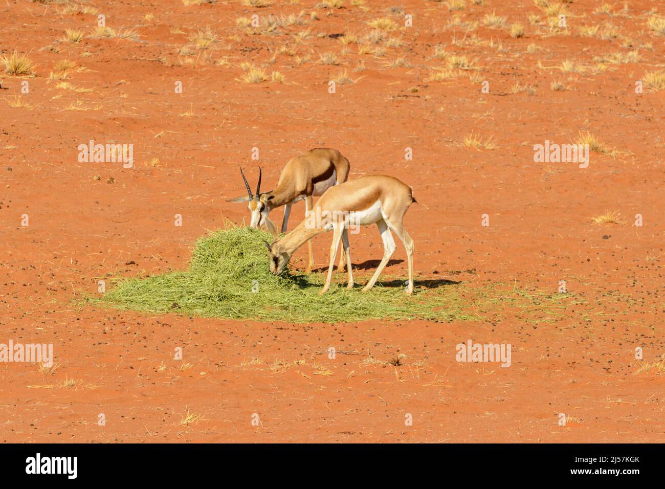 Due antilopi springbok (Antidorcas marsupialis) che mangiano erba fornita da una riserva di caccia a causa della siccità nel deserto di Kalahari, Namibia, Africa Foto Stock