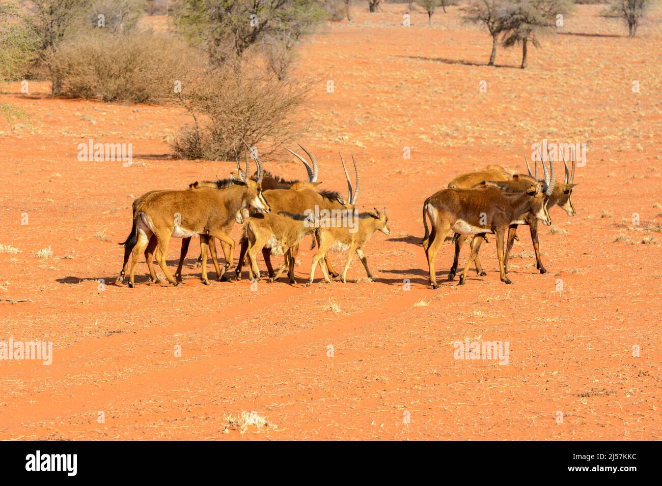 Una mandria matriarcale di antilopi meridionali (Hippocragus niger niger) che cammina attraverso le dune di sabbia rossa del deserto di Kalahari, Namibia, Africa Foto Stock