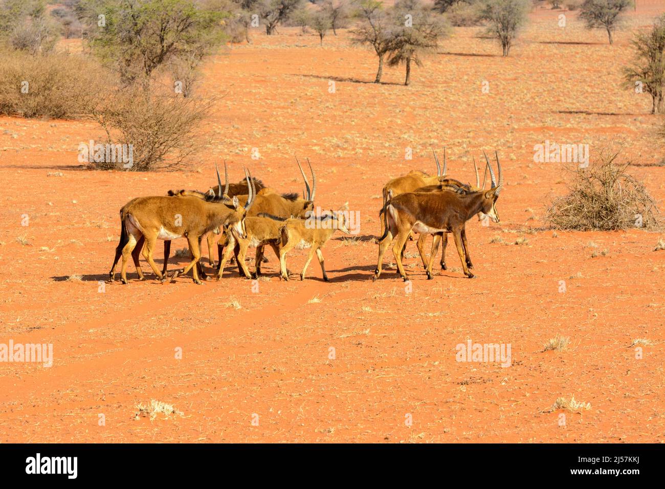 Una mandria matriarcale di antilopi meridionali (Hippocragus niger niger) che cammina attraverso le dune di sabbia rossa del deserto di Kalahari, Namibia, Africa Foto Stock