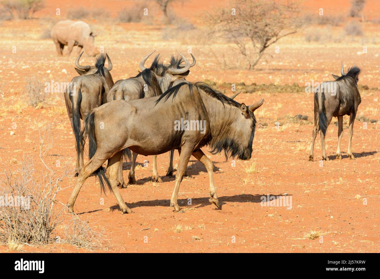 Il deserto di Kalahari, Namibia, Africa. Noto anche come gnu bianco-bearded, GNU bianco-bearded o GNU brindled Foto Stock