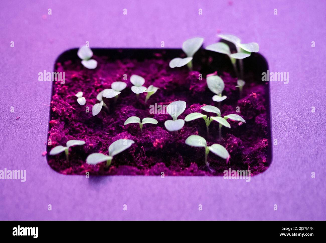 21 aprile 2022, bassa Sassonia, Osnabrück: Le piccole piante crescono secondo il principio della "agricoltura verticale" nella mostra "Food. Cibo per il mondo di domani". Secondo il concetto, le erbe e le insalate devono crescere in condizioni controllate nella propria cucina con l'aiuto della tecnologia digitale. La mostra fornisce approfondimenti sulla produzione alimentare e la ricerca nella regione di Osnabrück. La mostra sarà in mostra dal 24 aprile al 13 novembre 2022. Foto: Friso Gentsch/dpa Foto Stock