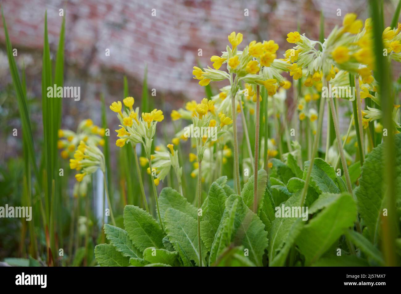 Cowslips (Primula veris) in primavera, East Yorkshire, UK, GB., Inghilterra, Regno Unito, GB. Foto Stock