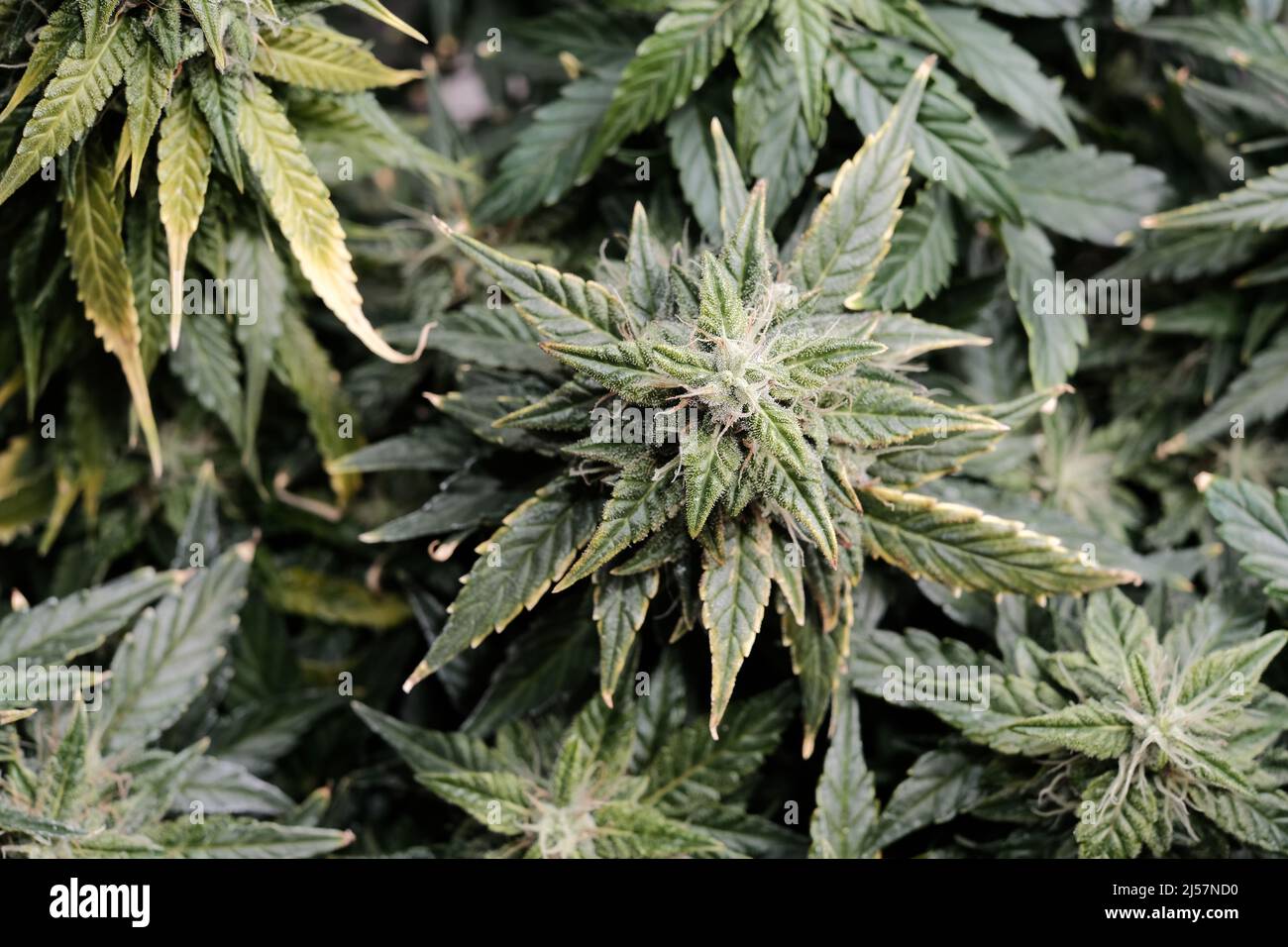 La cannabis fiorisce da vicino, vista macro. Tempo di raccolta, crescere maturo, overdose di fertilizzante. Germogli fiorenti con trichomi gialli, concetto crescente. Foto Stock