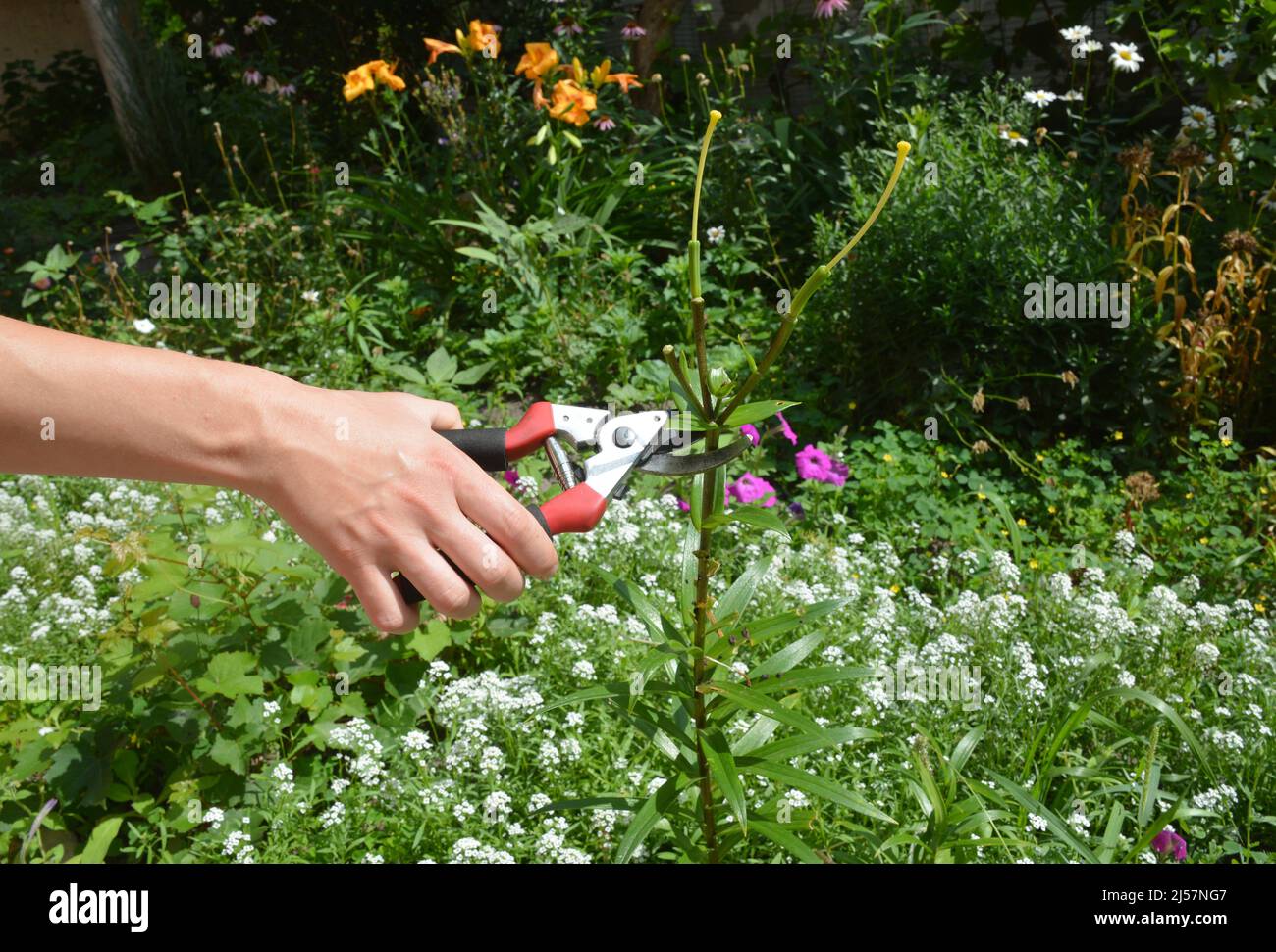 Lavori di giardinaggio. Giardiniere che taglia i gigli deadesadenti nel giardino. Foto Stock