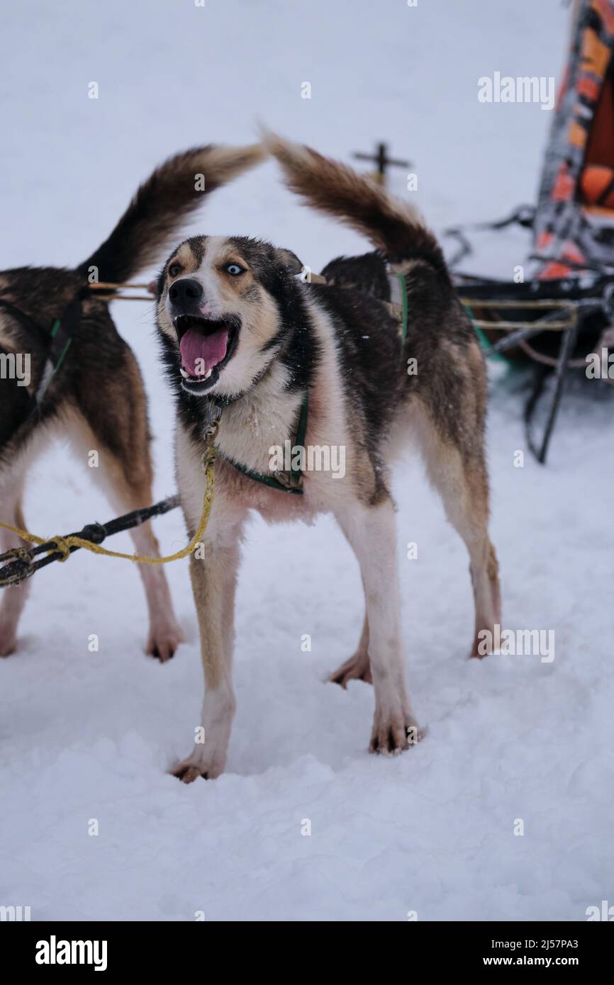 Razza di cani da slitta settentrionale, mix di migliore veloce ed energico. Gli occhi Husky dell'Alaska con il blu eterocromia e il marrone stanno in piedi nell'imbragatura ed aspettano s Foto Stock