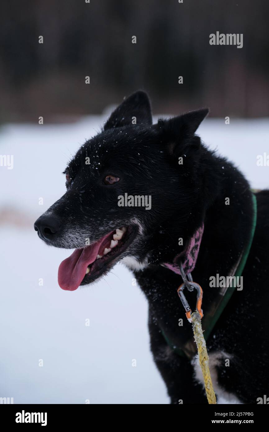 Il Husky nero dell'Alaska è in piedi nell'imbragatura e in attesa dell'inizio della gara. Razza settentrionale di cani da slitta, forti e duri. Occhi intelligenti marroni e gr Foto Stock