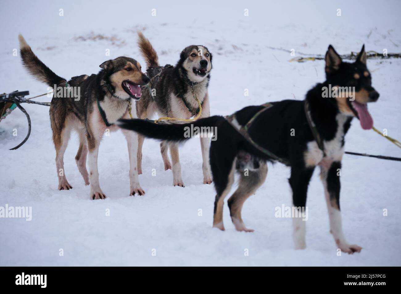 Tre Husky dell'Alaska sono in piedi nell'imbragatura e in attesa dell'inizio della gara. Razza settentrionale di cani da slitta, forti e duri. Occhi intelligenti e protr Foto Stock