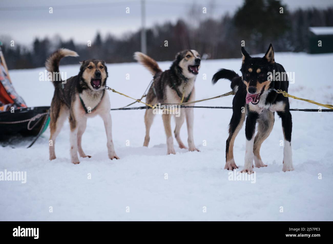 Tre Husky dell'Alaska sono in piedi nell'imbragatura e in attesa dell'inizio della gara. Razza settentrionale di cani da slitta, forti e duri. Occhi intelligenti e protr Foto Stock