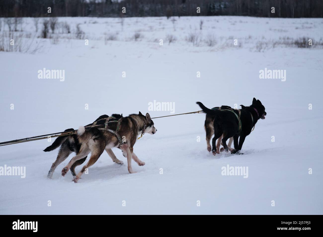 Gli Husky dell'Alaska corrono rapidamente in avanti nell'imbracatura con le linguette che pendono fuori. Razza settentrionale di cani da slitta, forti e duri. Il team è pronto a vincere. Più veloce Foto Stock