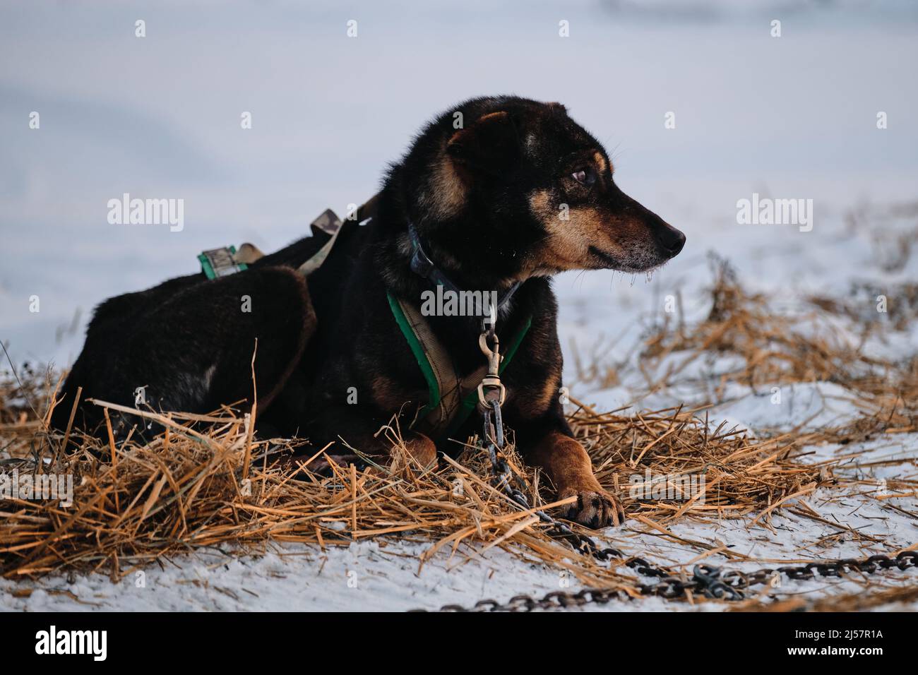 Il cane nero e rosso è sdraiato su fieno secco e guadagnando energia per il veloce cross-country run. La razza nordica di cani da slitta Alaskan Husky è incatenata a bistecca Foto Stock