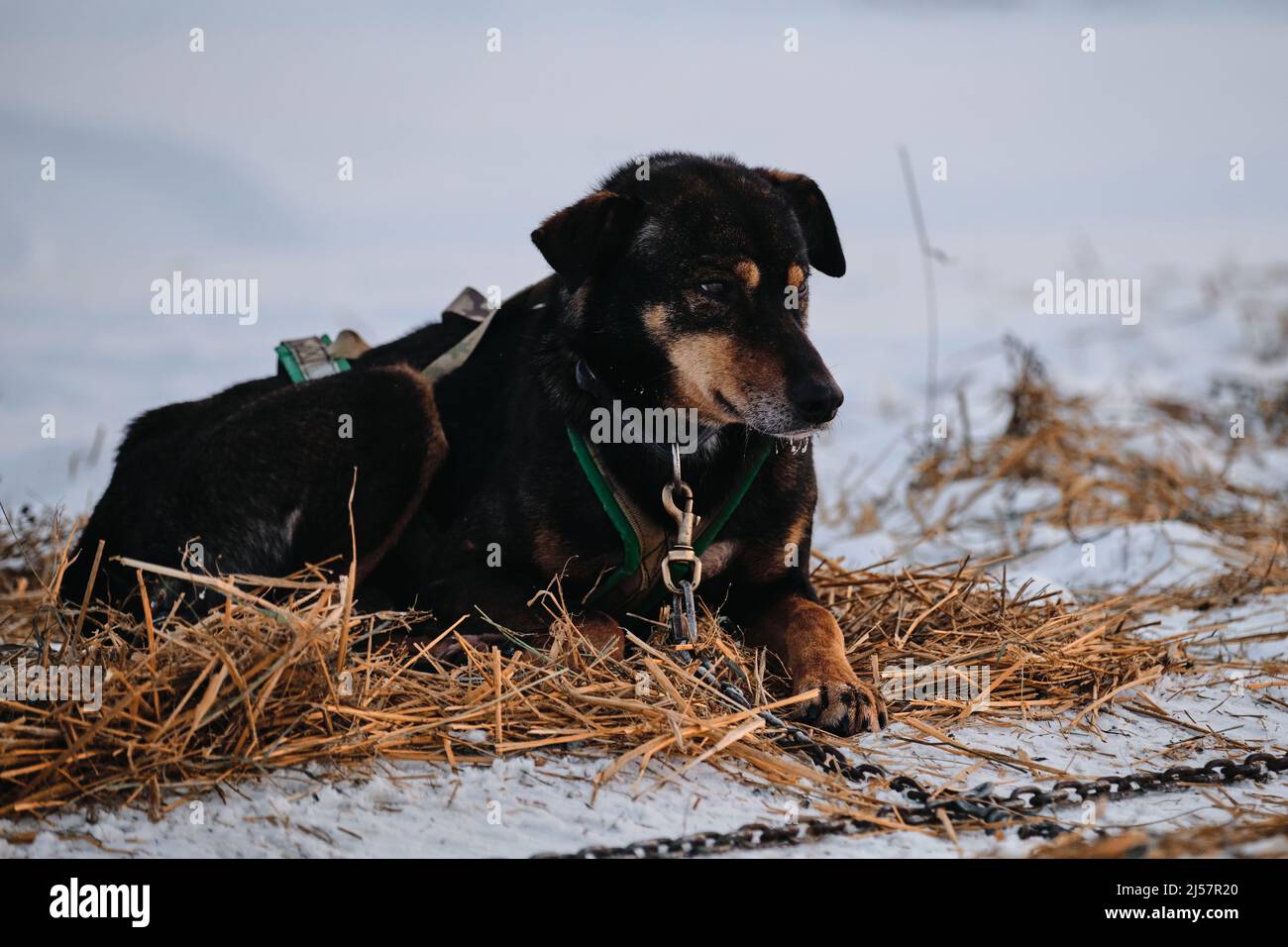 Il cane nero e rosso è sdraiato su fieno secco e guadagnando energia per il veloce cross-country run. La razza nordica di cani da slitta Alaskan Husky è incatenata a bistecca Foto Stock
