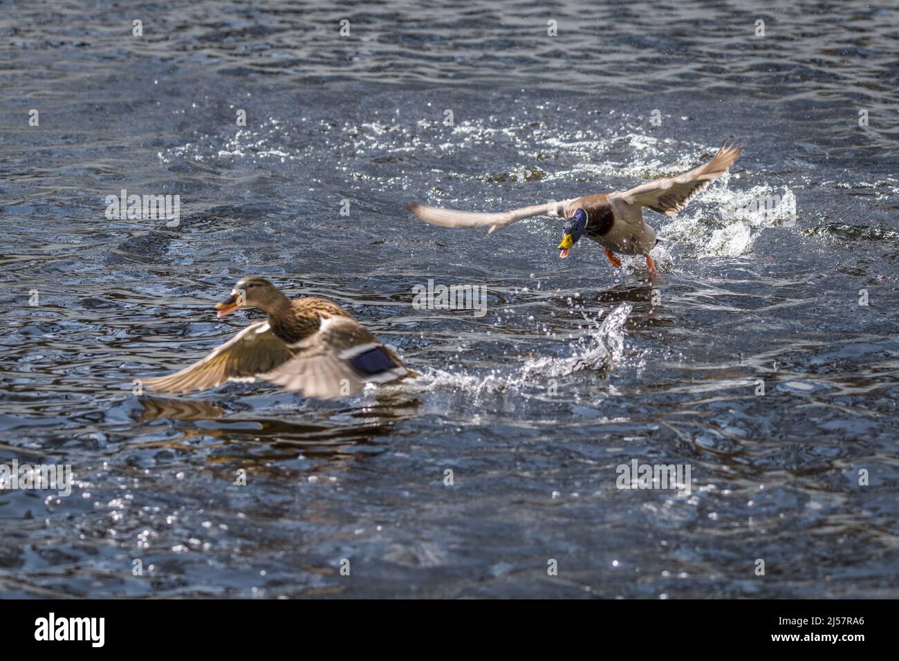 Competizione e lotta territoriale di anatre drake in un lago con l'attaccante e la fuga di un inferiore, la Germania Foto Stock