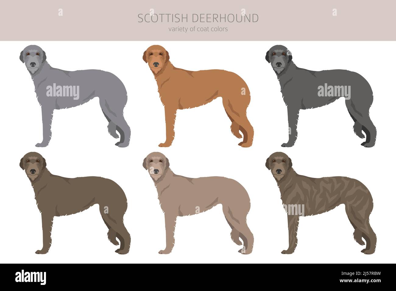 Scottish deerhound Clipart. Pose diverse, colori del cappotto impostati. Illustrazione vettoriale Illustrazione Vettoriale