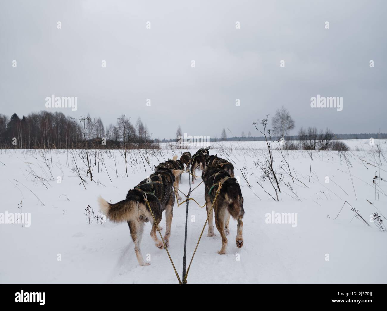 Cani da slitta che tirano le slitte, vista posteriore. Una squadra di Alaska Husky treni forti e duri in inverno nella neve nel nord. Le code e le gambe sono un mu in prima persona Foto Stock