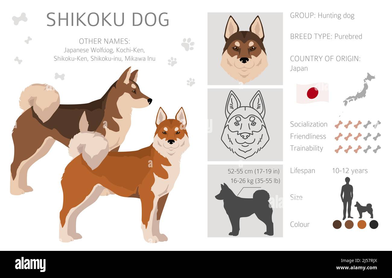 Shikoku cane cappotto colori, diverse pose clipart. Illustrazione vettoriale Illustrazione Vettoriale