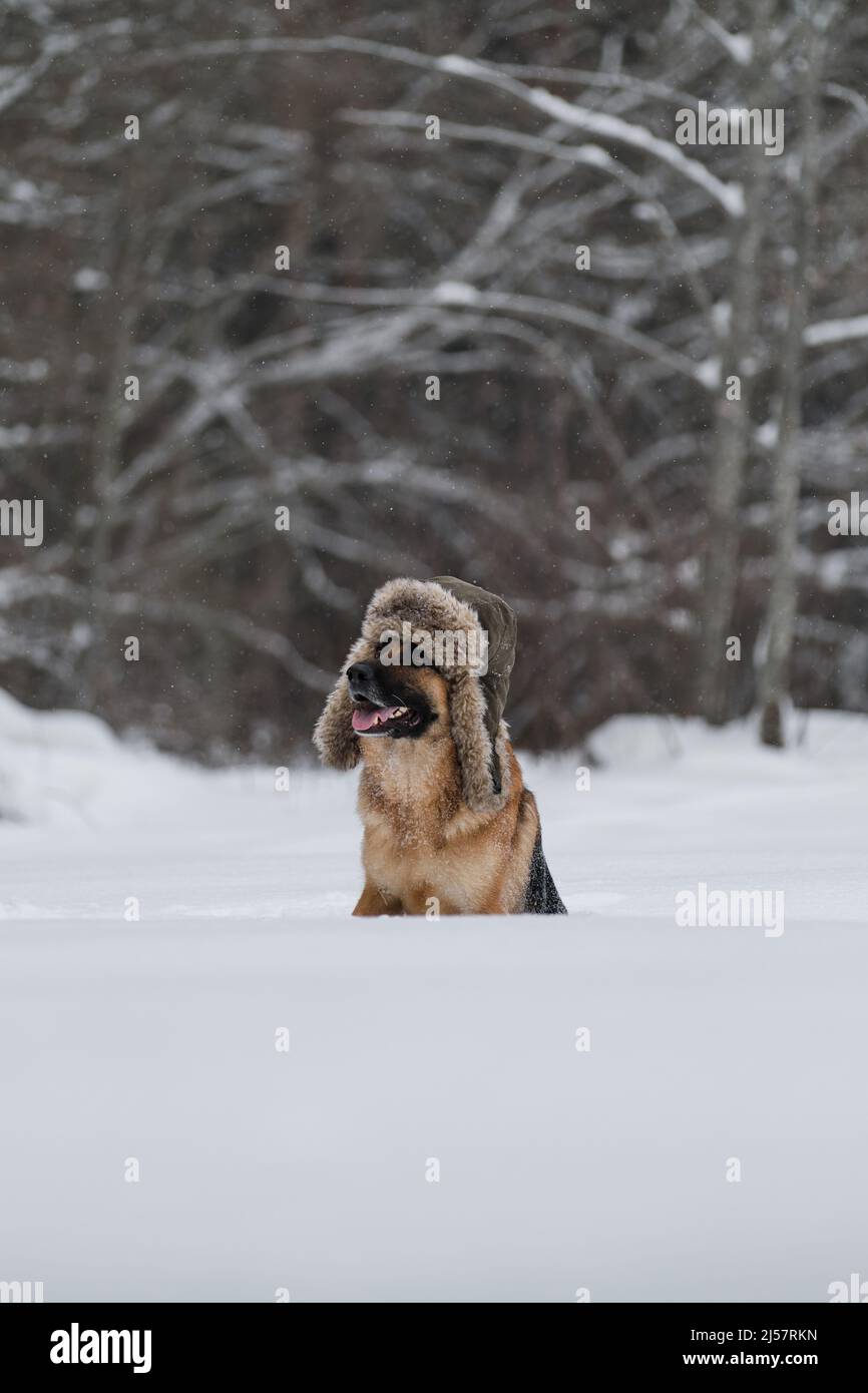 Il pastore tedesco di colore rosso si siede nella neve in inverno e posa. Cane in cappello con paraspruzzi. Morbido shaggy mans migliore amico a piedi. Ritratto di Smart bea Foto Stock