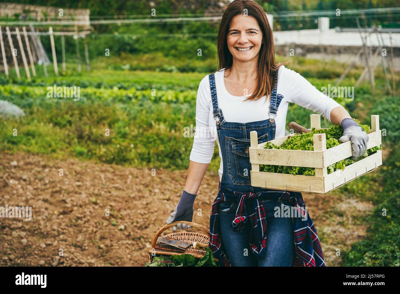 Donna contadina matura che tiene la scatola di legno con lattuga fresca biologica - fuoco sulla mano sinistra Foto Stock