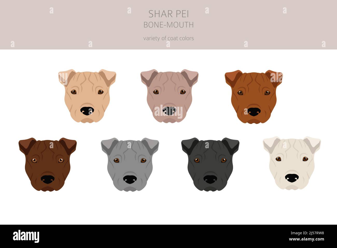 Shar Pei bocca clipart. Pose diverse, colori del cappotto impostati. Illustrazione vettoriale Illustrazione Vettoriale