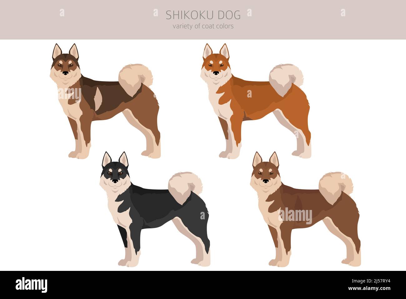 Shikoku cane cappotto colori, diverse pose clipart. Illustrazione vettoriale Illustrazione Vettoriale