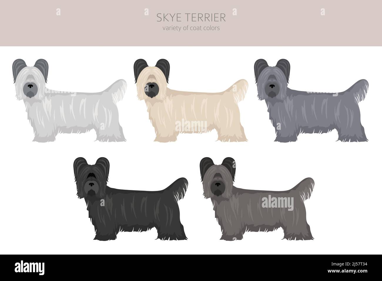 Skye rivestimenti in terrier colori, diverse pose clipart. Illustrazione vettoriale Illustrazione Vettoriale