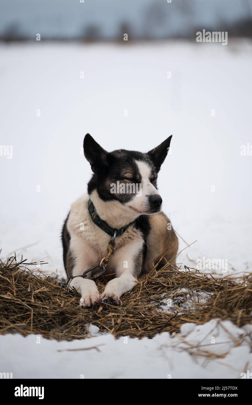 La razza nordica del cane della slitta è Alaskan Husky forte energico e duro. Bianco grigio mezza razza in inverno nella neve riposa su fieno e catene prima di starti Foto Stock