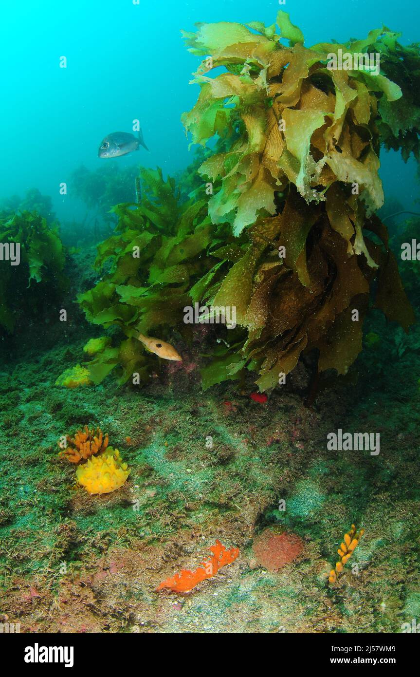 Piccolo pezzo di reef piano che sporge dal fondo sabbioso con varie spugne colorate e kelp marrone sopra di loro. Località: Leigh Nuova Zelanda Foto Stock