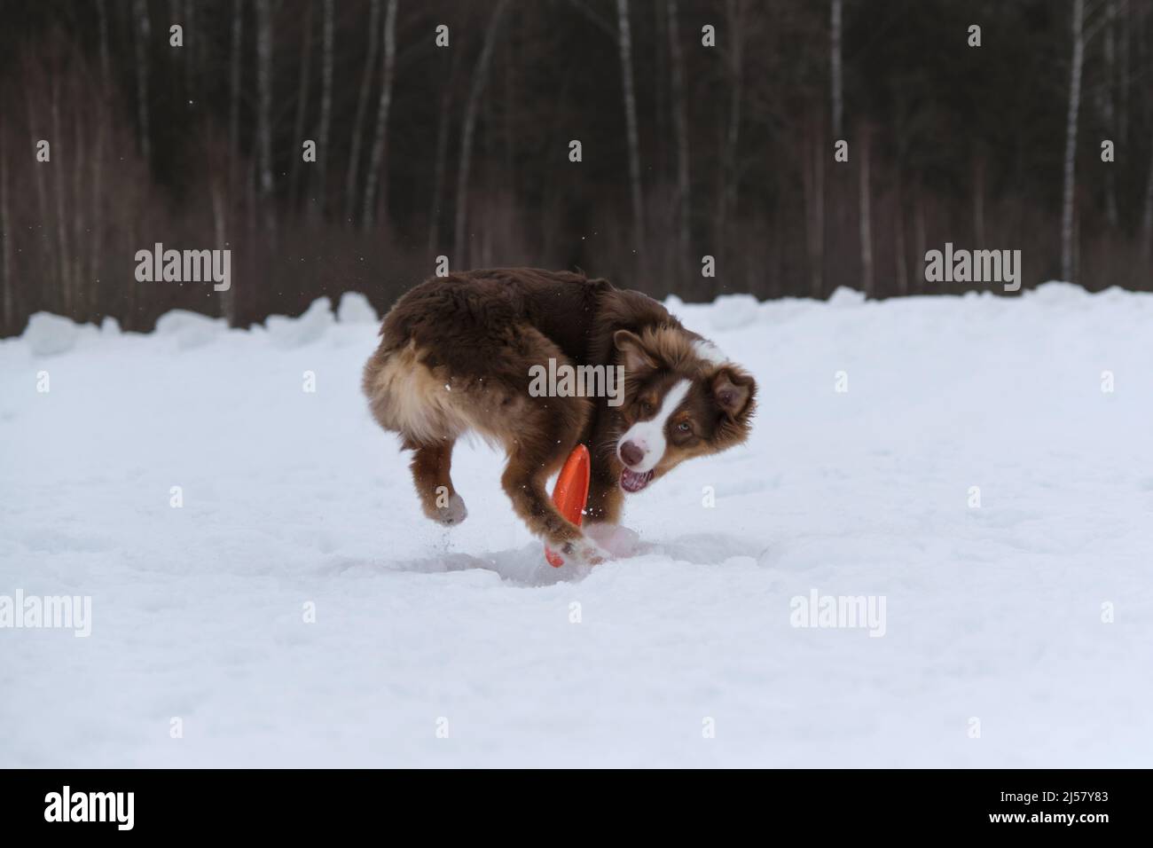 Aussie con la coda tagliata sta cercando di catturare il disco arancione con i denti, la neve sta volando da sotto le zampe. Divertente cane shaggy purosangue. Pastore Australiano Foto Stock