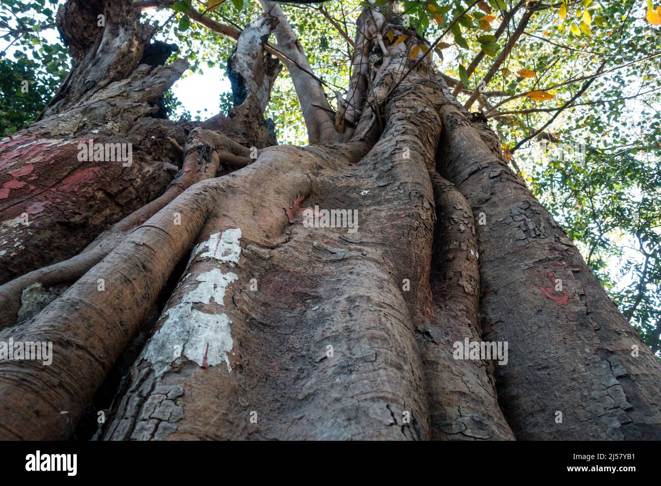 Un primo colpo di un grande tronco di albero cavo bruciato all'interno durante il fuoco della giungla in India. Foto Stock