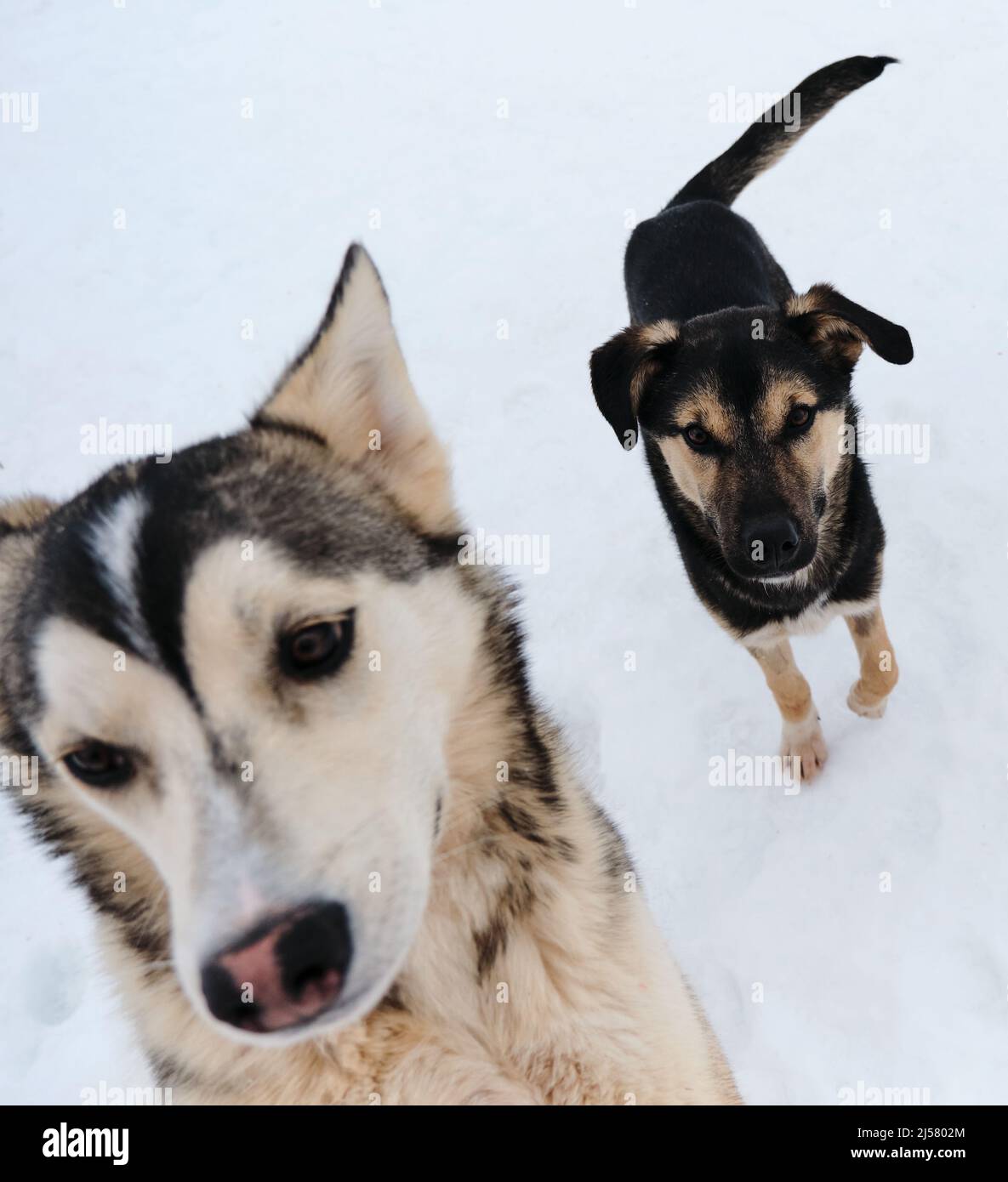 Due cuccioli di Husky dell'Alaska a piedi il giorno invernale nevoso in canile di cani da slitta del nord. Primo piano verticale. Adorabile carino cani giovani. Foto Stock