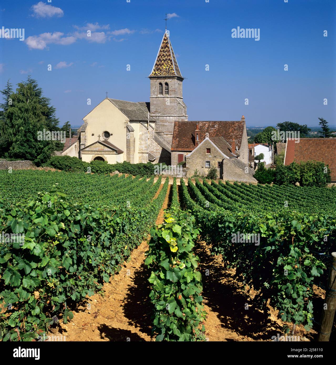 Vigneti sotto la chiesa nel villaggio di Fixin sulla rotta Grand Crus, Fixin, Cote d'Or, Borgogna, Francia, Europa Foto Stock