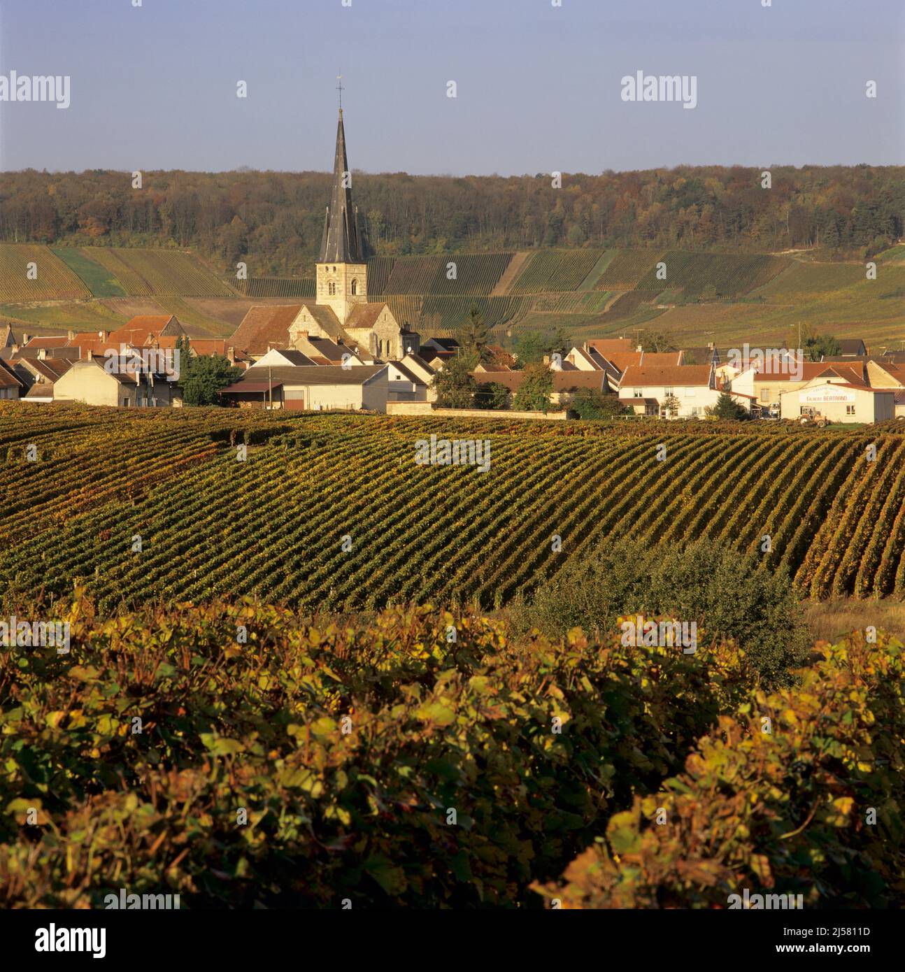 Vigneti in autunno, Chamery, Champagne, Francia Foto Stock