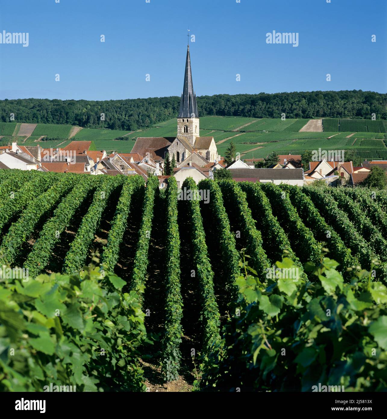 Vigneti intorno chiesa e villaggio, Villers aux Noeuds, Champagne, Francia, Europa Foto Stock