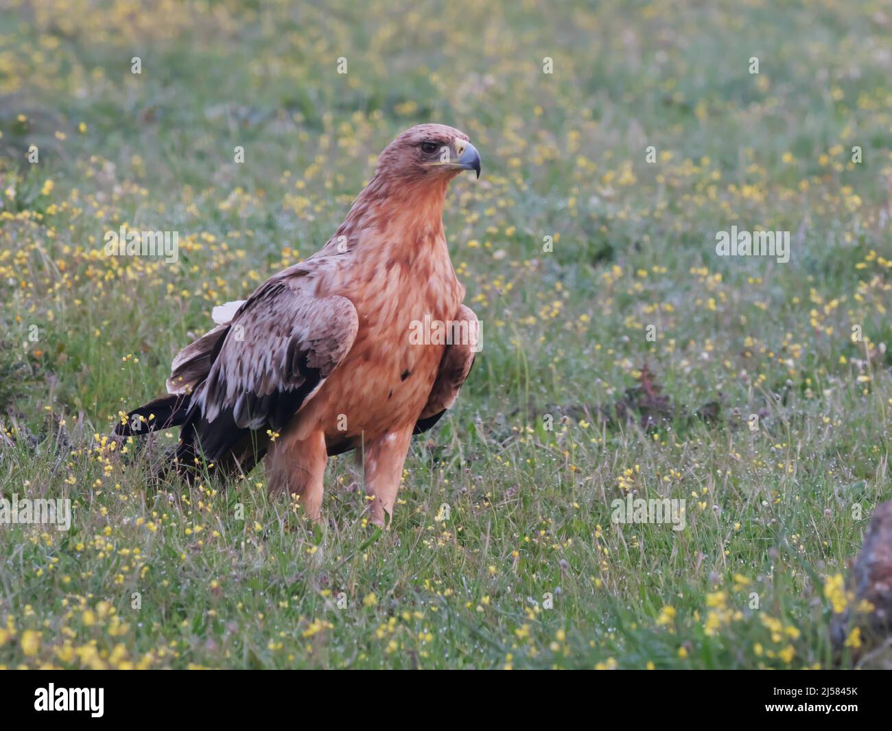 Kaiseradler (Aquila adalberti) Jungvogel sucht auf der bluehenden Wiese nach Fallwild, Extremadura, Spanien Foto Stock