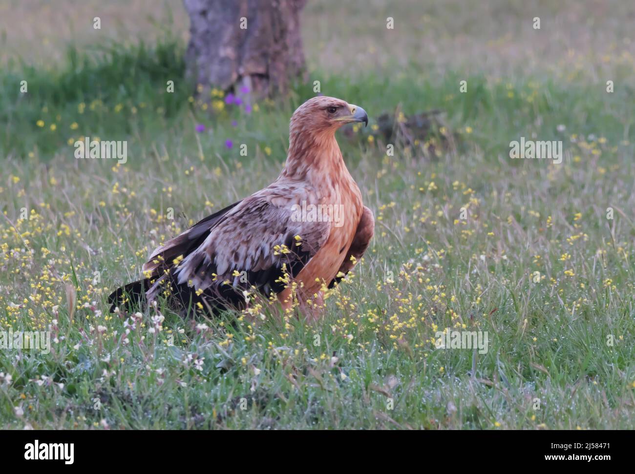 Kaiseradler (Aquila adalberti) Jungvogel sucht auf der bluehenden Wiese nach Fallwild, Extremadura, Spanien Foto Stock