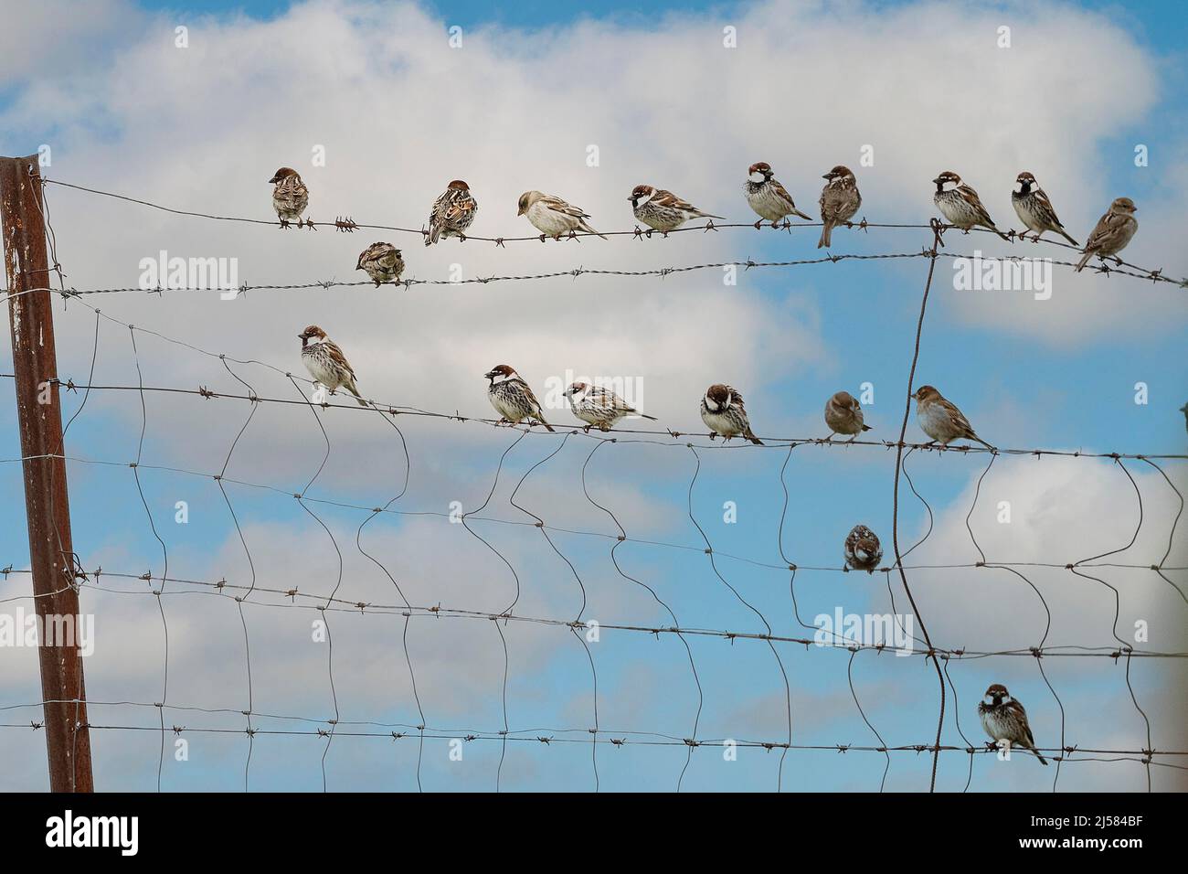 Weidensperling (Passer hispaniolensis) sitzen im Trupp im Wiesenzaun, Extremadura, Spanien Foto Stock