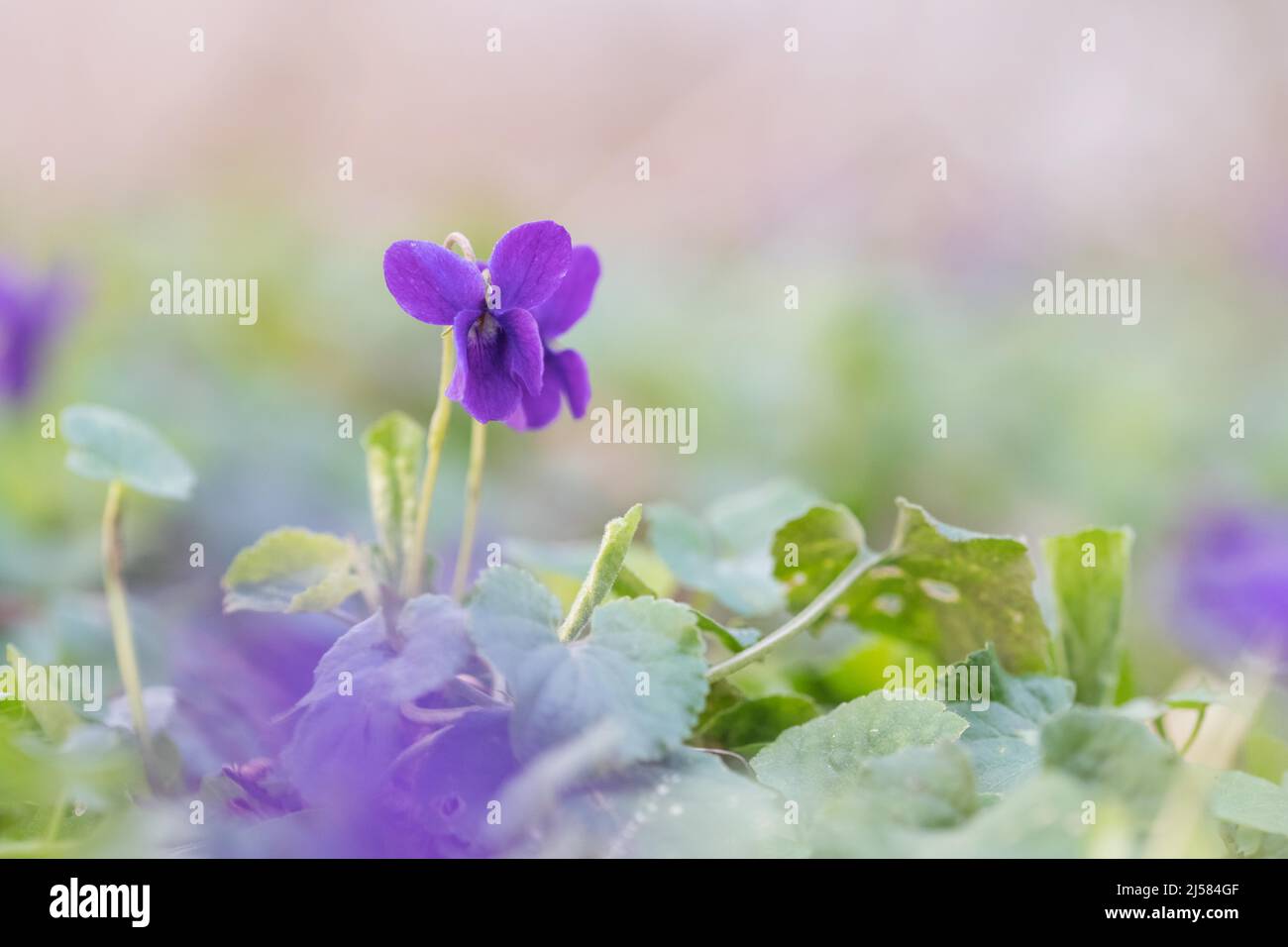 Duftveilchen (Viola odorata), blueht am Wegesrand, Velbert, Deutschland Foto Stock