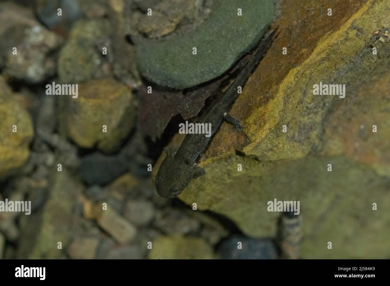 Feuersalamander (Salamandra salamandra), larve am Gewaessergrund, Unterwasseraufnahme, Ruhrgebiet, Deutschland Foto Stock