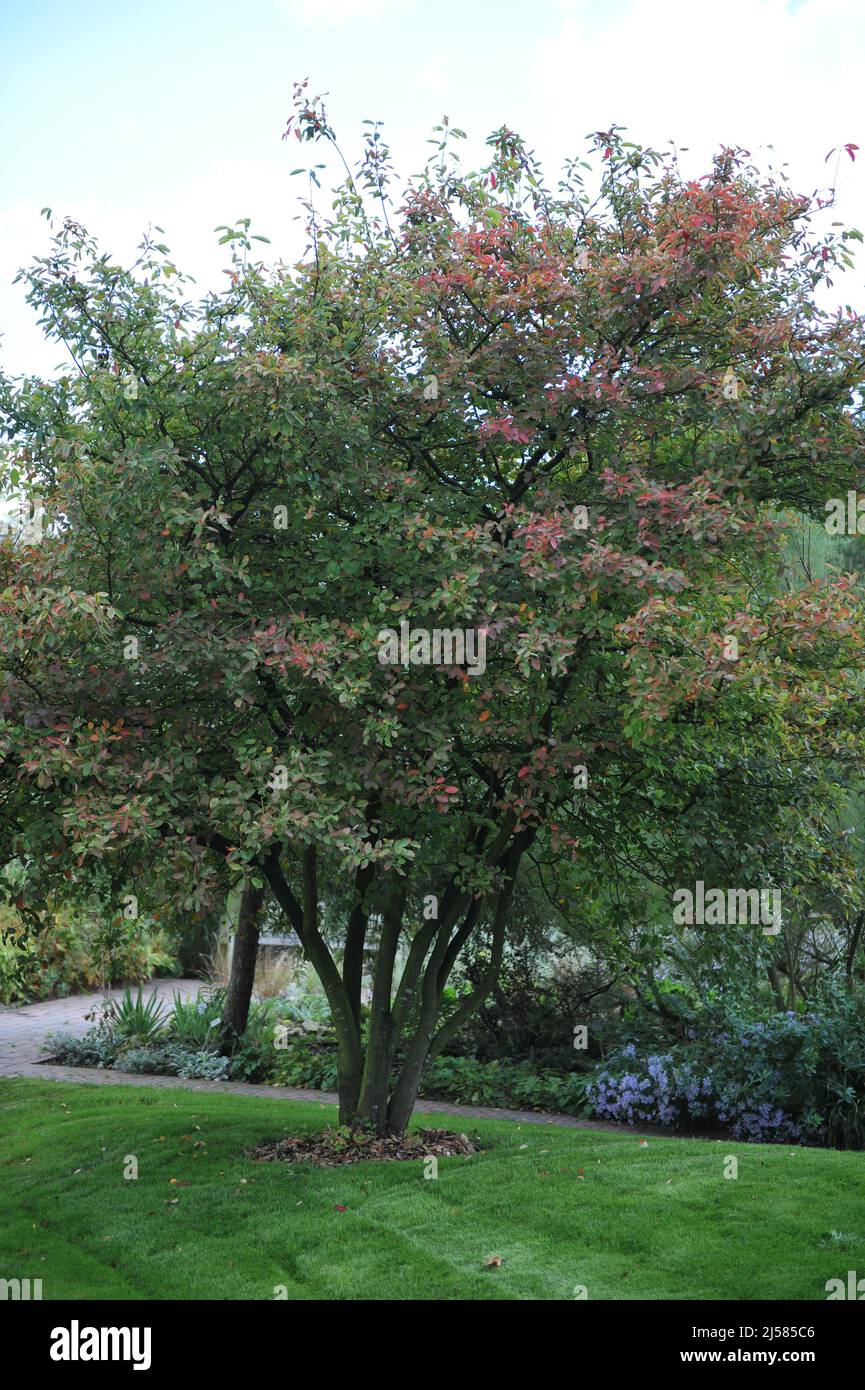 Juneberry (Amelanchier lamarckii) inizia a ottenere una colorazione verde autunno brillante nel mese di settembre Foto Stock