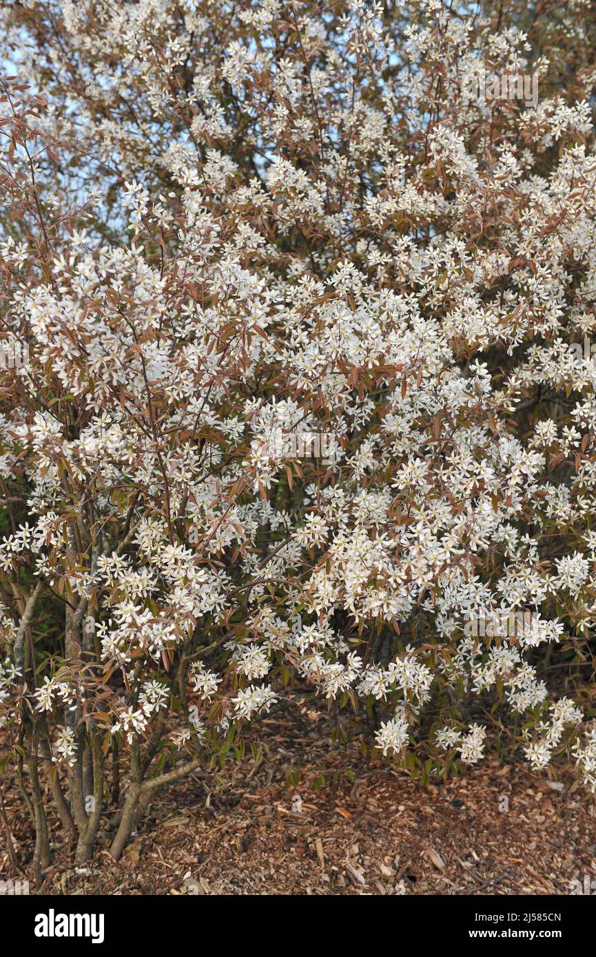 Juneberry (Amelanchier lamarckii) fiorisce in un giardino nel mese di aprile Foto Stock