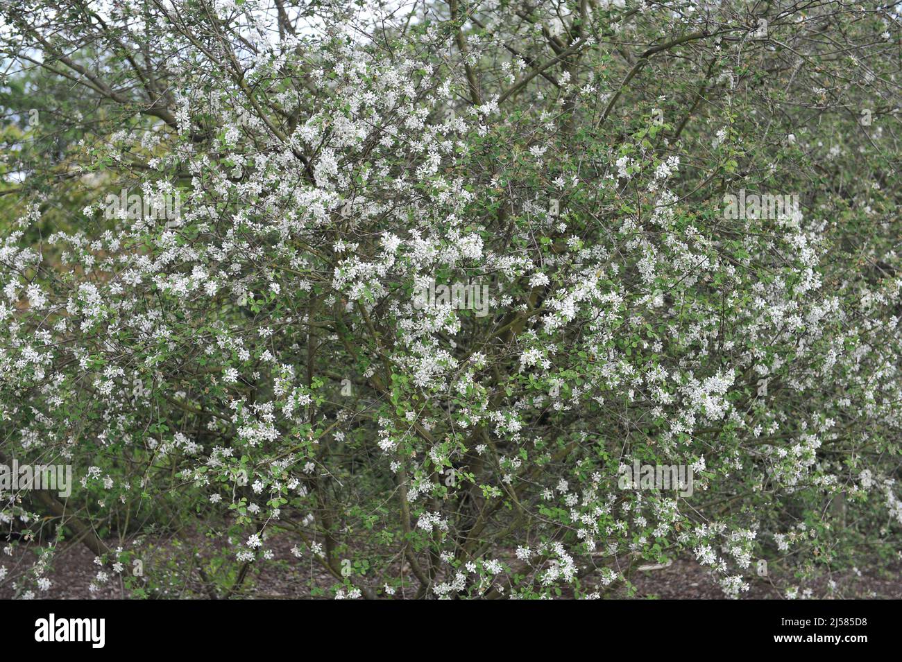 mespilus innevato (Amelanchier ovale) fiorisce in un giardino nel mese di maggio Foto Stock