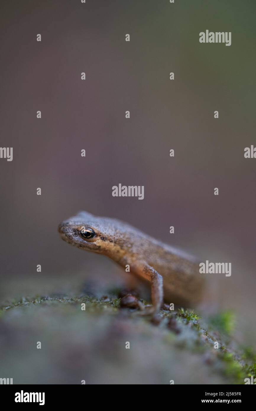 Teichmolch (Lissotriton vulgaris), laeuft auf Totholz mit Moos, Nordrhein-Westfalen, Deutschland Foto Stock