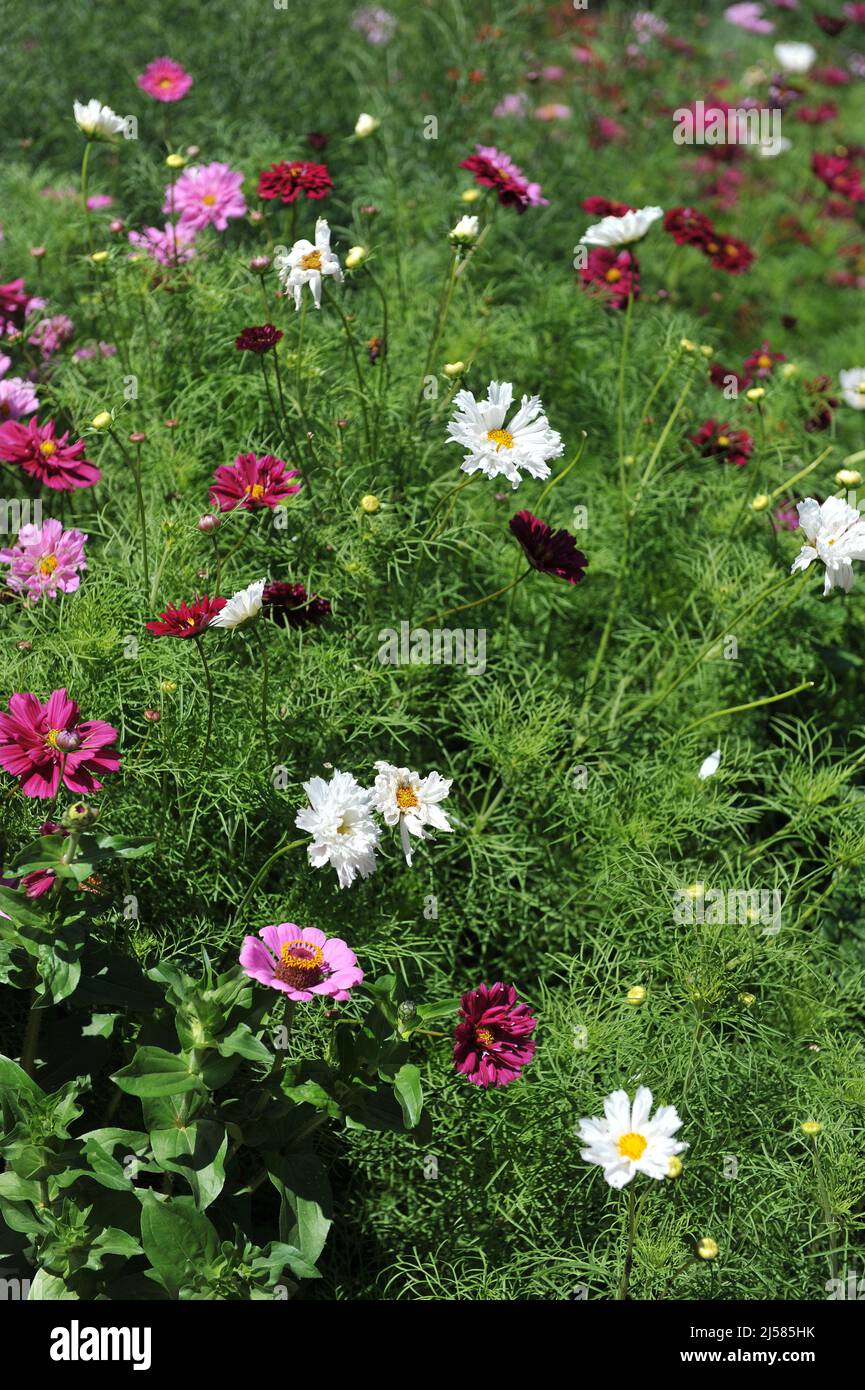 Cosmea (Cosmos bipinnatus) e Zinnia fioriscono in un giardino nel mese di luglio Foto Stock