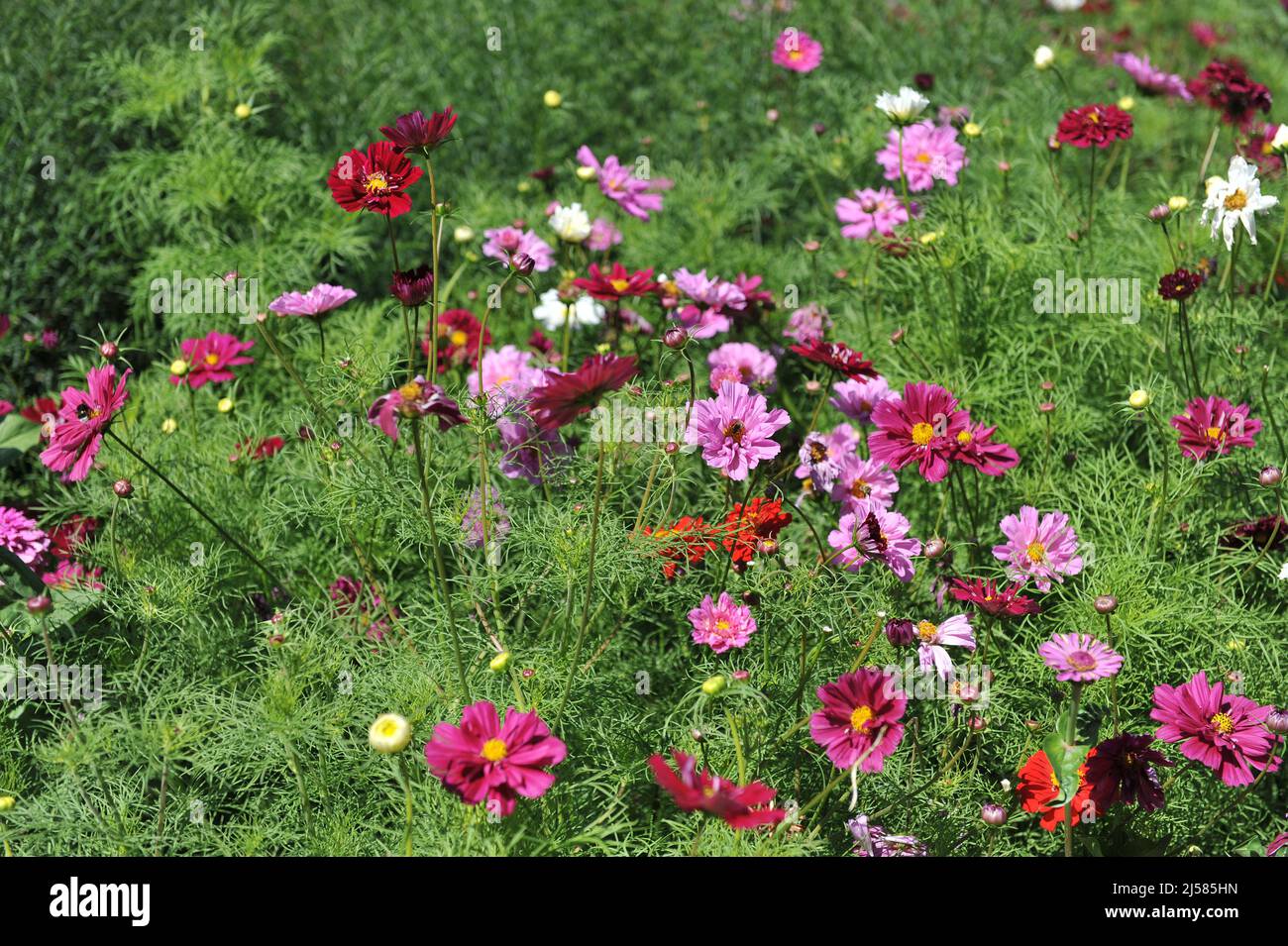 Cosmea (Cosmos bipinnatus) e Zinnia fioriscono in un giardino nel mese di luglio Foto Stock