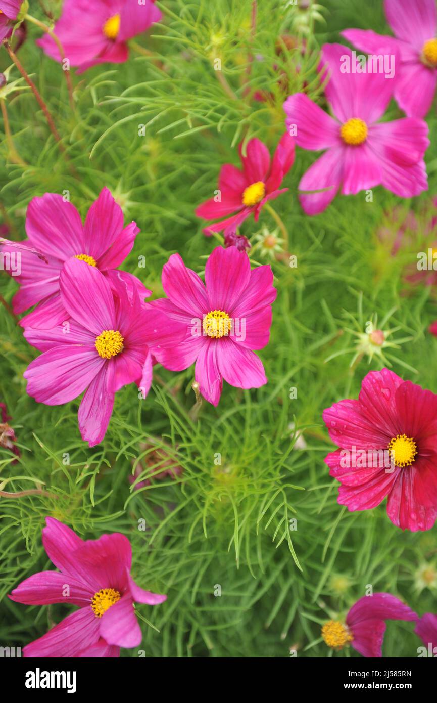 Cosma rosa (Cosmos bipinnatus) Sonata Carmine fiorisce in un giardino nel mese di agosto Foto Stock